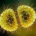 meningococcal meningitis outbreak — CA news
