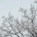 météo — CA news