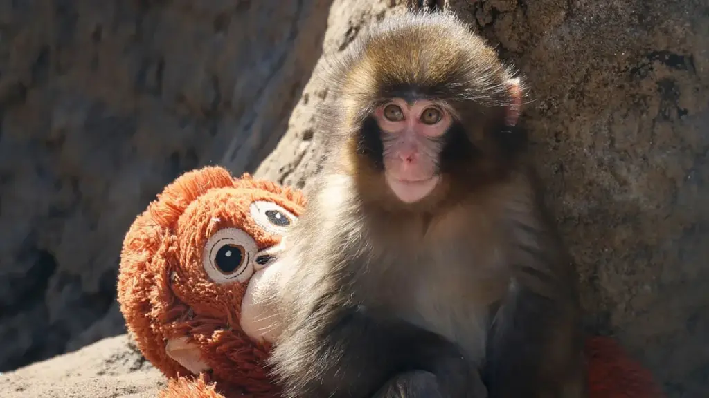 monkey — CA news