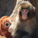 monkey — CA news