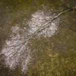 orange warning - freezing rain — CA news