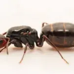 queen ants kenya — CA news