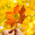 tdsb — CA news