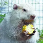 wiarton willie — CA news