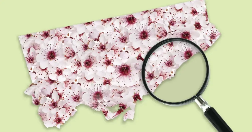 high park cherry blossoms — CA news