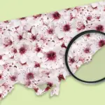 high park cherry blossoms — CA news