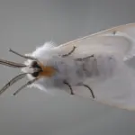 moth — CA news