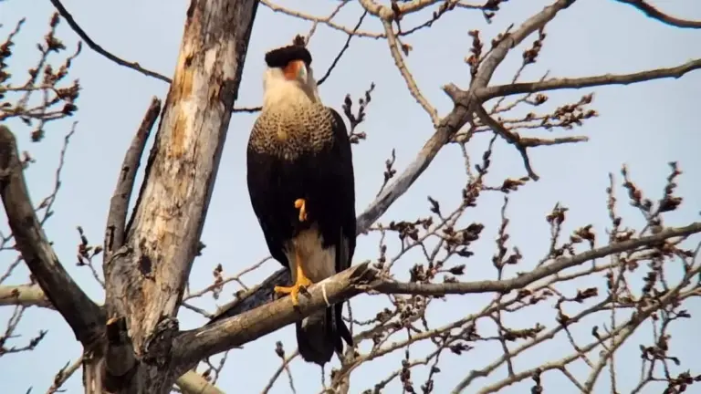 oiseau rare québec — CA news