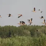 tisza — CA news