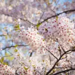 cherry blossom toronto — CA news