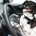 chien — CA news