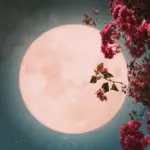 full moon may 2026 flower moon — CA news