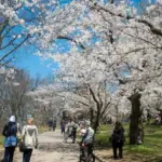 high park — CA news