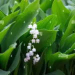 muguet — CA news