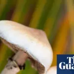 psychedelic drug — CA news