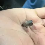 spotted lanternfly ontario sighting — CA news