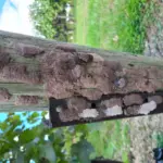 spotted lanternfly ontario — CA news