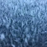 yellow advisory - frost — CA news